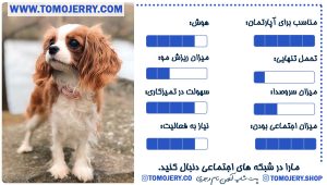 اطلاعات کلی کاوالیر کینگ چارلز اسپانیل