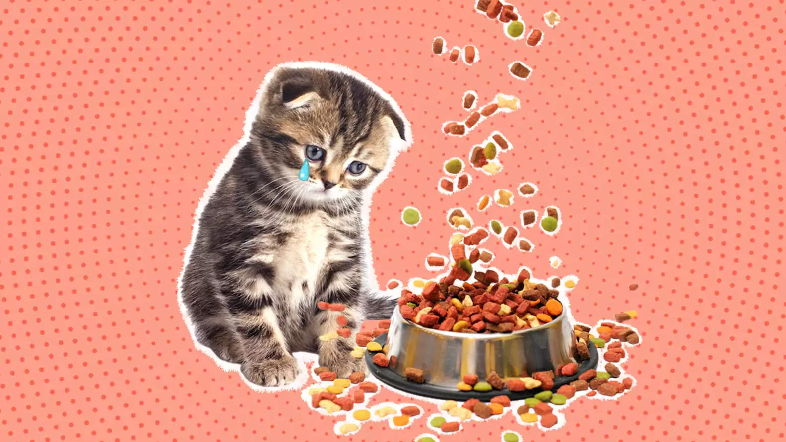 بی اشتهایی گربه