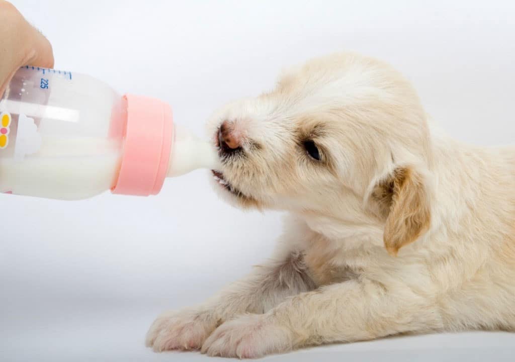 توله سگ در حال شیرخوردن