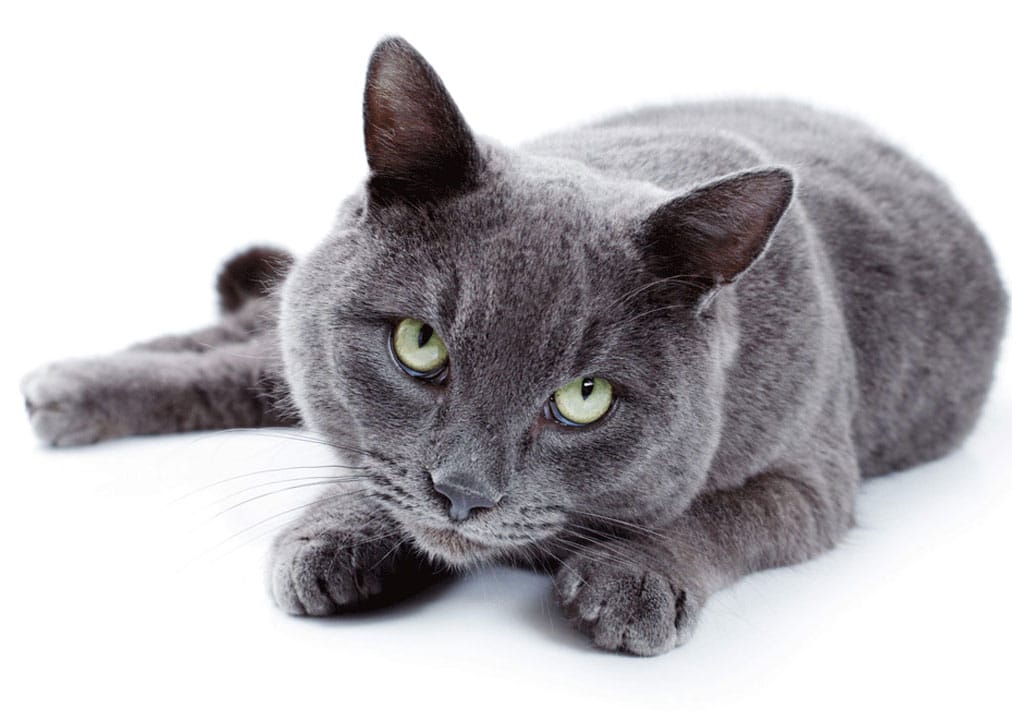 گربه راشن بلو