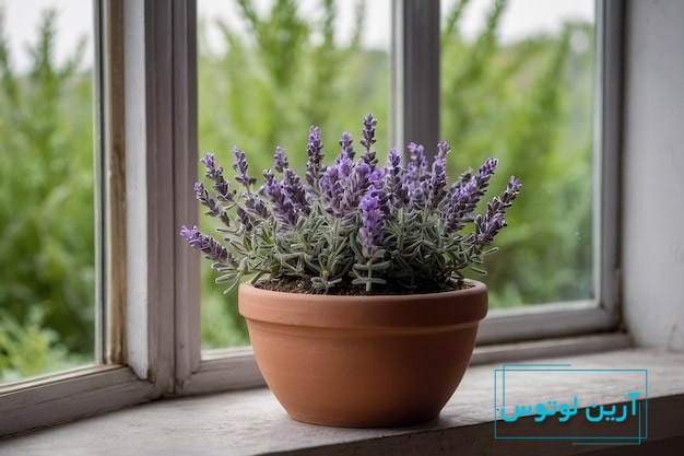 عکس گل رزق و روزی