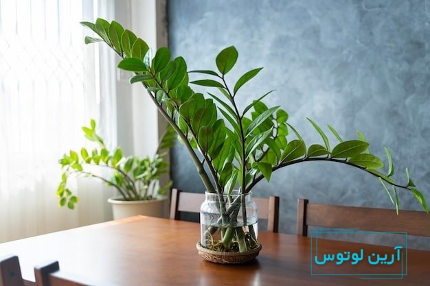 عکس گل رزق و روزی