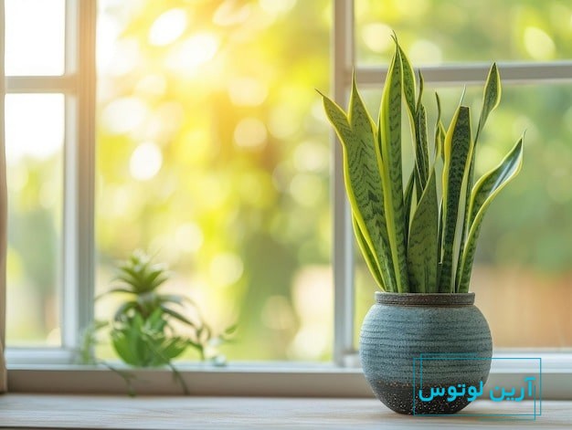 عکس گل رزق و روزی