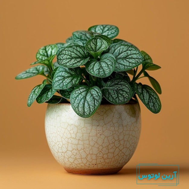 چه گلی برای رزق و روزی خوبه