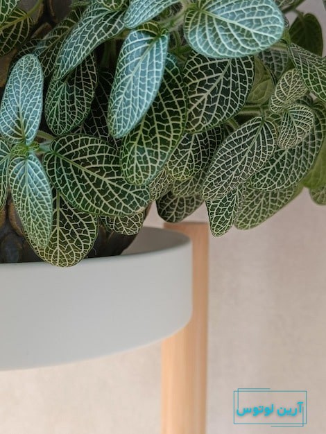 عکس گل رزق و روزی