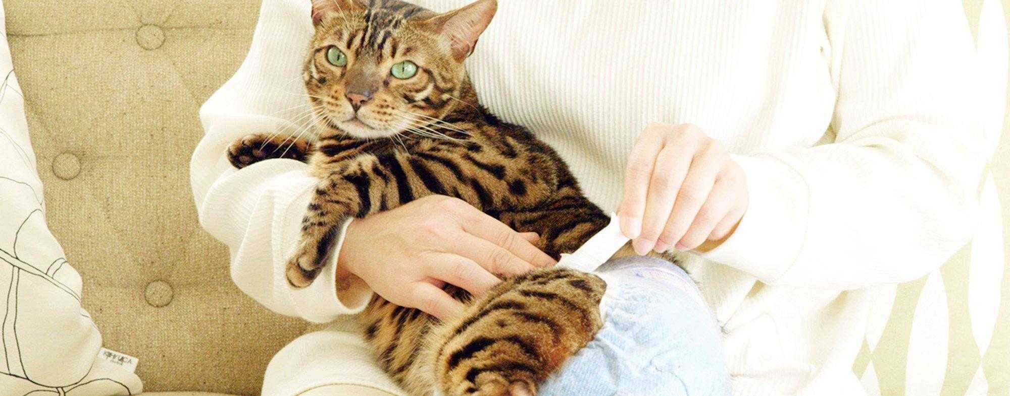 نحوه بستن پوشک گربه