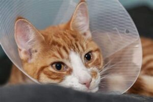 گردنبند الیزابت گربه