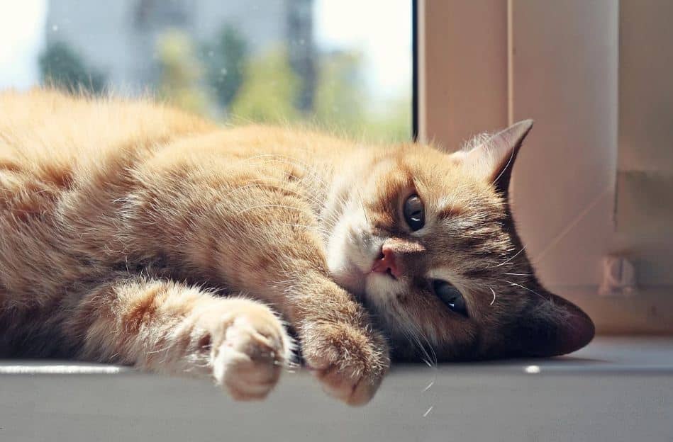 افزایش طول عمر گربه