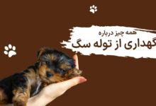 همه چیز درباره نگهداری از توله سگ