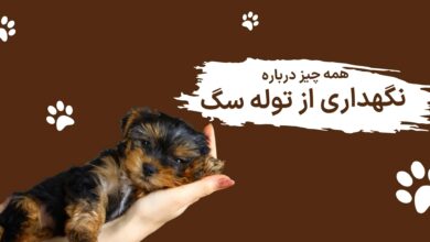 همه چیز درباره نگهداری از توله سگ