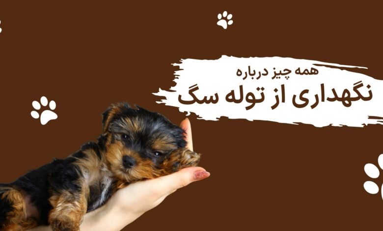همه چیز درباره نگهداری از توله سگ