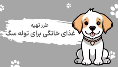 طرز تهیه غذای خانگی برای توله سگ