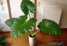 گل بابا آدم در فنگ شویی