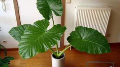 گل بابا آدم در فنگ شویی