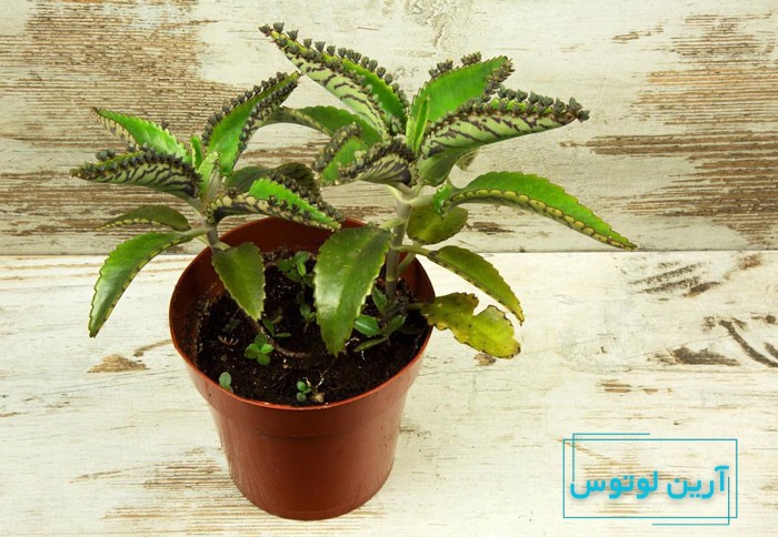 گل اشک تمساح در فنگ شویی