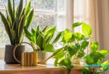 گیاه سلامتی در فنگ شویی