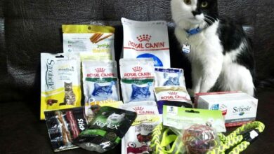 10 نوع غذای گربه رویال کنین