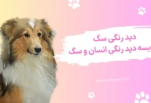 دید رنگی سگ