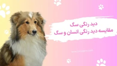 دید رنگی سگ