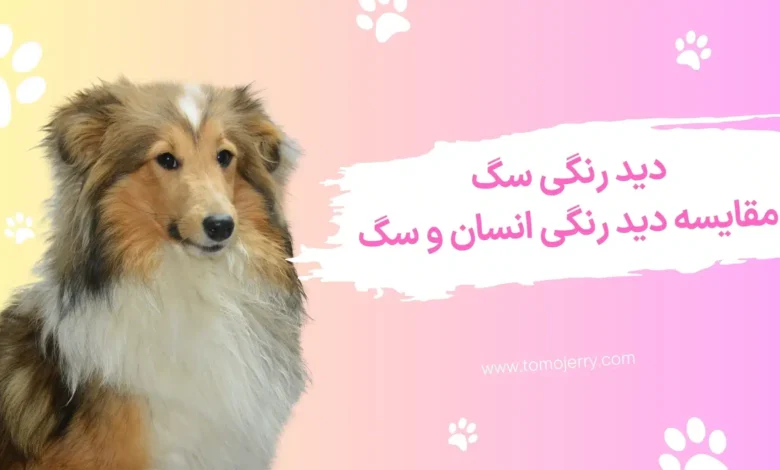 دید رنگی سگ