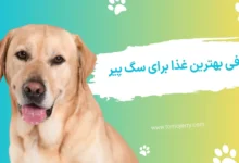 غذای سگ پیر