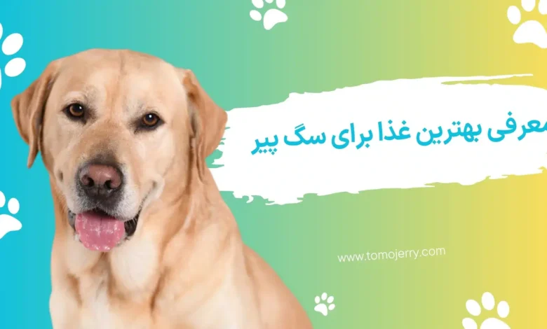 غذای سگ پیر