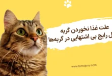 بی اشتهایی گربه