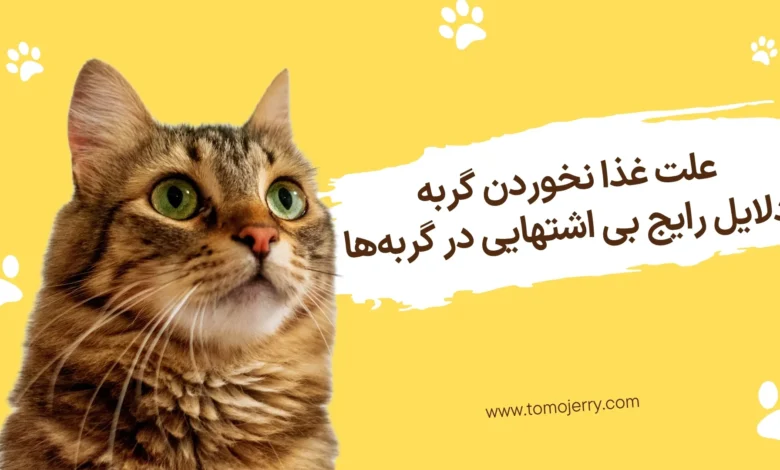 بی اشتهایی گربه