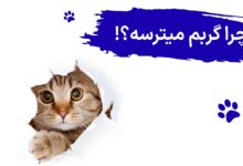 چرا گربم میترسه