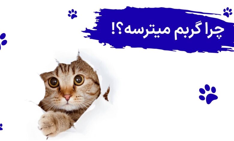 چرا گربم میترسه