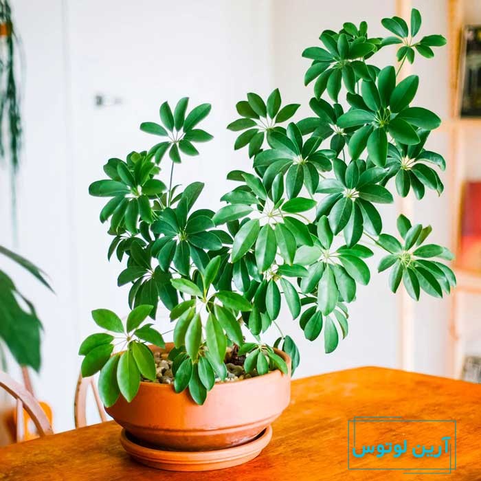 گل شفلرا در فنگ شویی