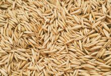 حو دو سر و تاثیر آن بر سلامت قلب، کاهش وزن و سلامت پوست و مو