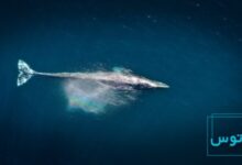 موسیقی نهنگ ۵۲ هرتز