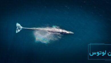 موسیقی نهنگ ۵۲ هرتز