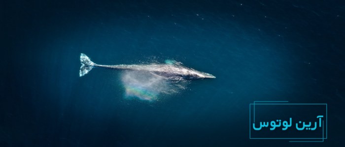 موسیقی نهنگ ۵۲ هرتز