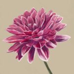 نمونه های عالی از نقاشی گل24