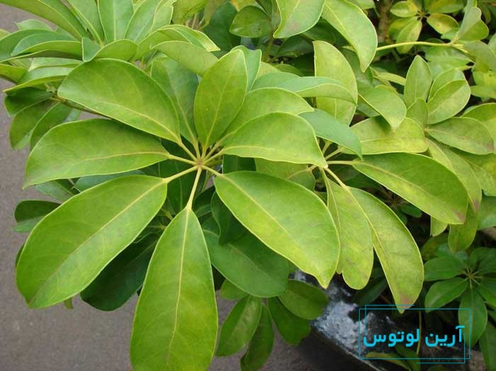 گل شفلرا در فنگ شویی