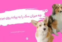 پیاده روی سگ