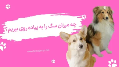 پیاده روی سگ