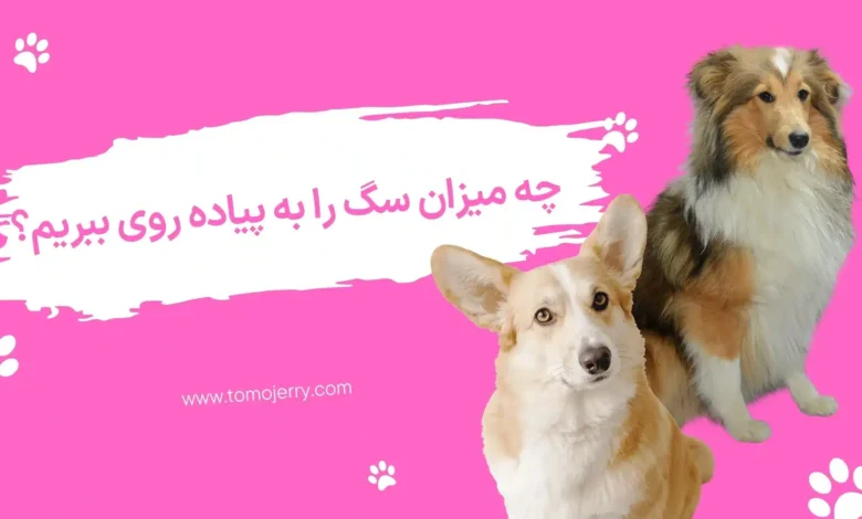 پیاده روی سگ