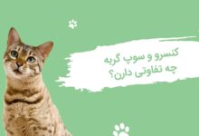 تفاوت کنسرو گربه با سوپ گربه