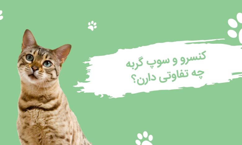 تفاوت کنسرو گربه با سوپ گربه