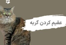عقیم کردن گربه