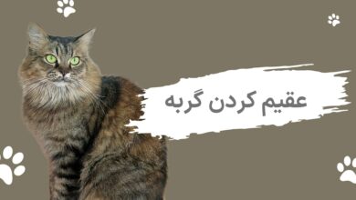 عقیم کردن گربه