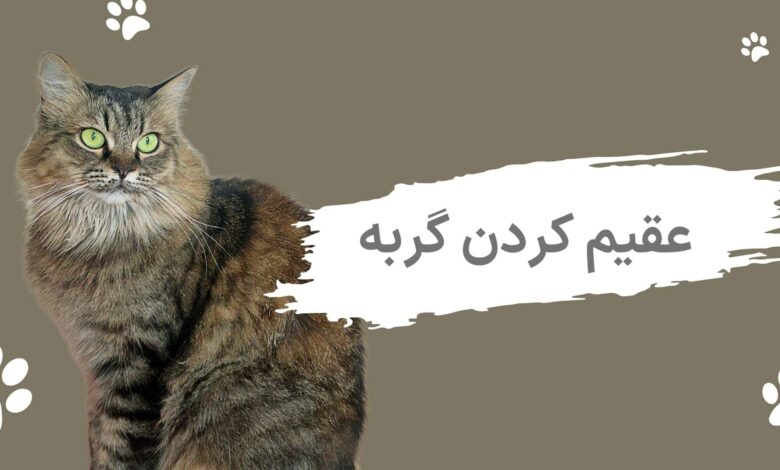 عقیم کردن گربه