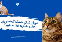 اصول غذا دادن به گربه