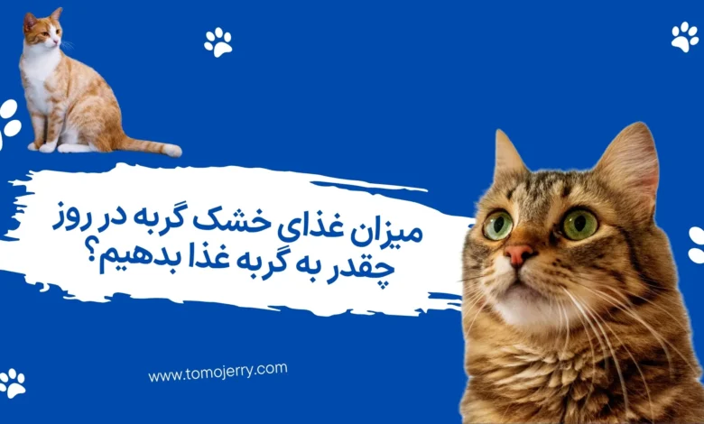 اصول غذا دادن به گربه