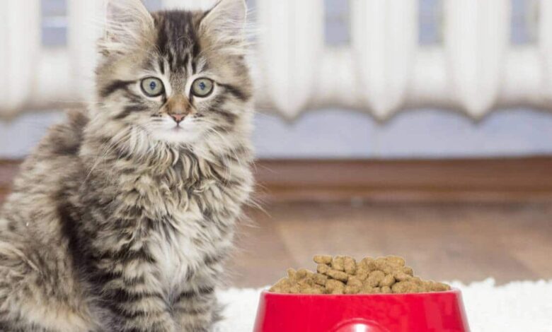 راهنمای خرید غذای خشک برای بچه گربه