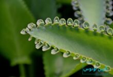 گل اشک تمساح در فنگ شویی