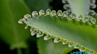 گل اشک تمساح در فنگ شویی